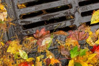 Drain basin covered with leaves.